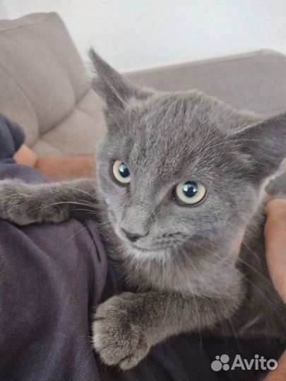 Котёнок в добрые руки