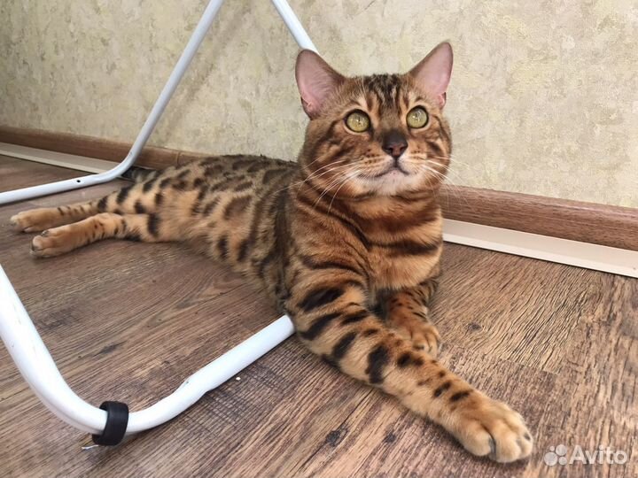 Бенгальский кот вязка
