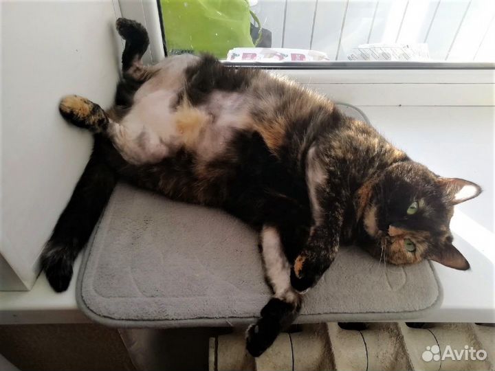 Петюня - кошка с изюменкой