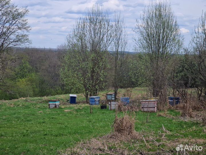 Улей с пчелами