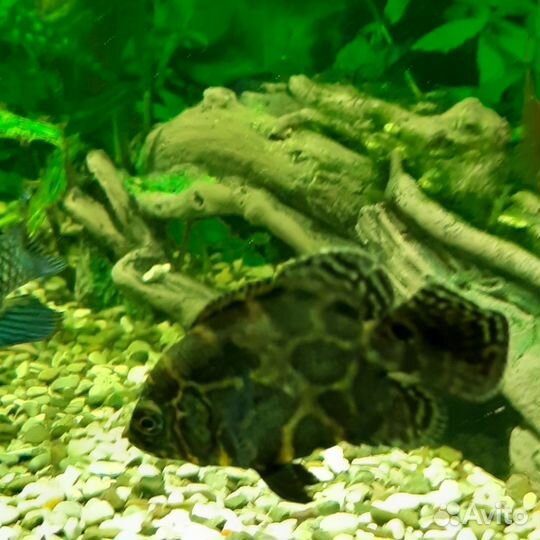 Астронотус (мальки)