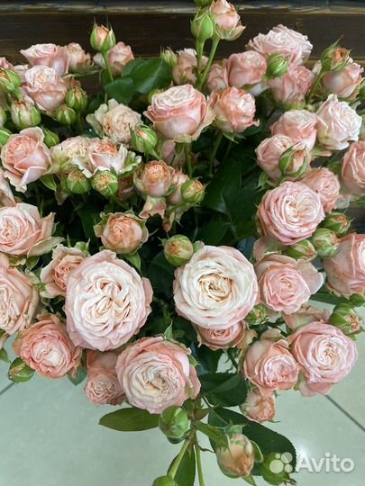 Роза кустовая