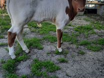 Корова дойная с телёнком телёнка бычок