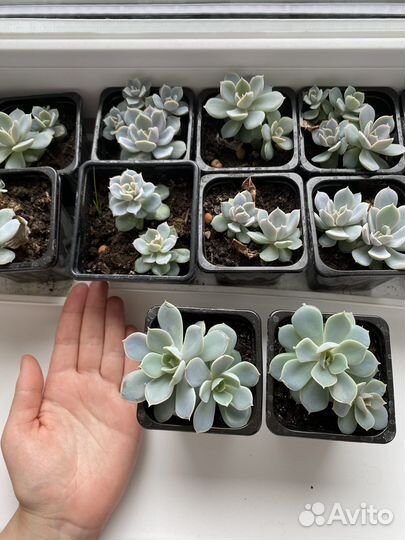 Суккуленты