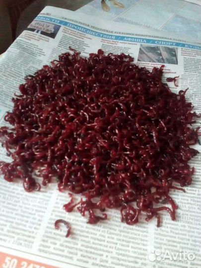 Мотыль Крупный