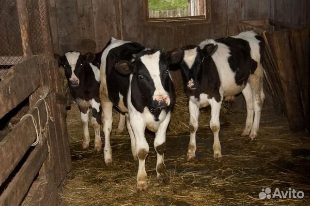 Продажа телят в Крыму с доставкой купить в Красногвардейском | Животные ...