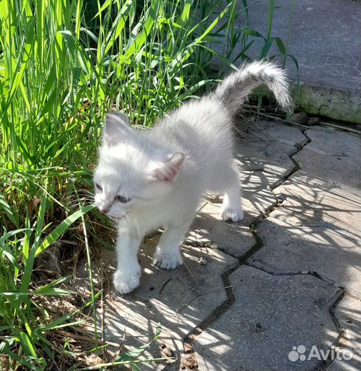 Отдам кота 2 месяца в добрые руки