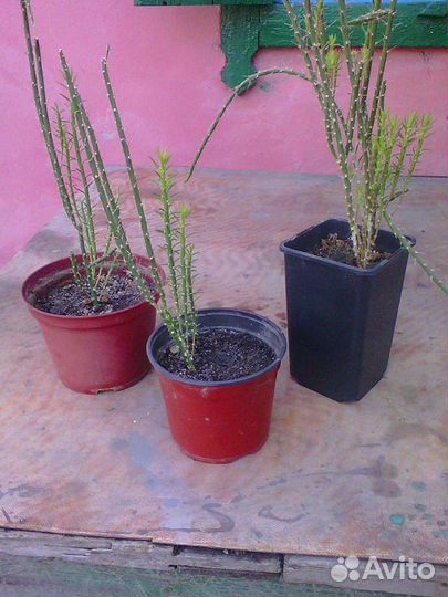 Очень оригинальный кактус