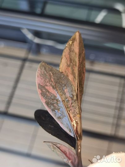 Замиокулькас вариегатный блек пинк оранж