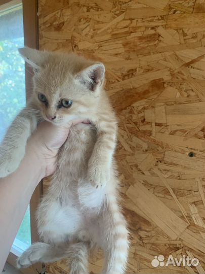 Котята отдам в добрые руки бесплатно