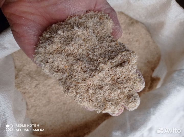 Овес, пшеница, ячмень