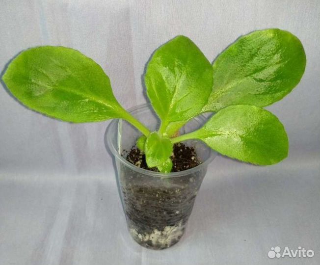 Примулины (Хириты) сортовые