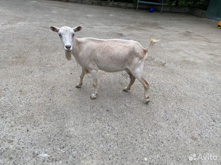 Козы дойные