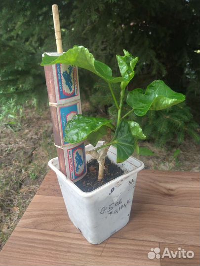 Гибискус сортовый прививка