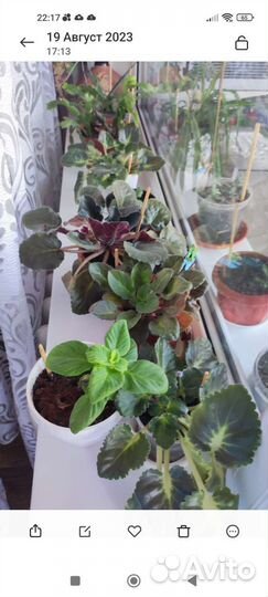 Комнатные цветы