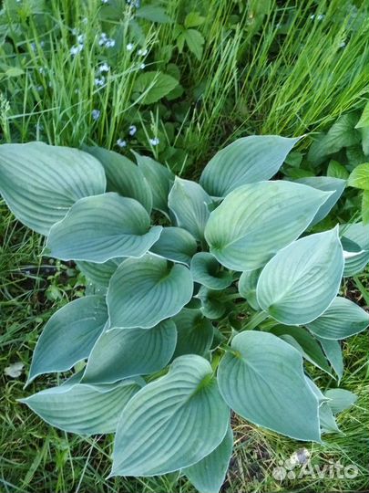 Хоста 7 видов