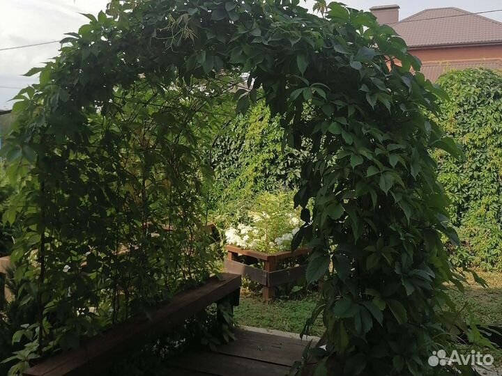 Саженцы девичий виноград