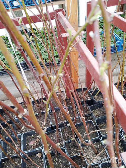 Саженцы ежевики