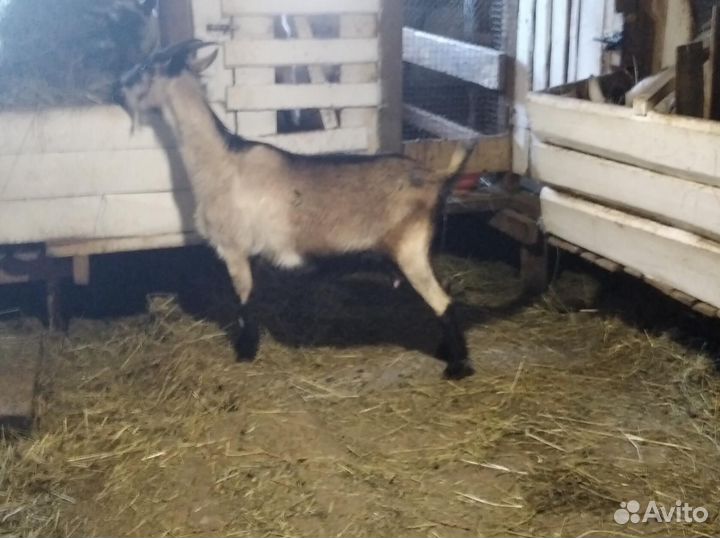 Дойные альпийские козы