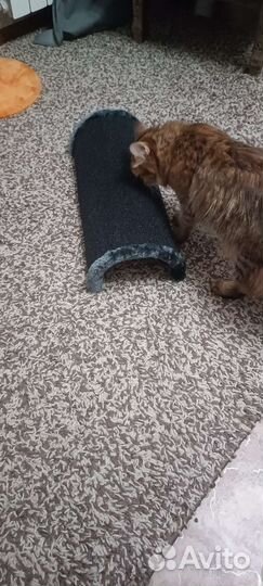 Когтеточка напольная