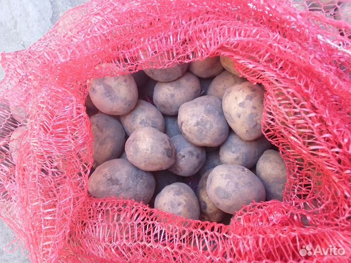 Семенной картофель