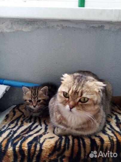 Шотландская кошка