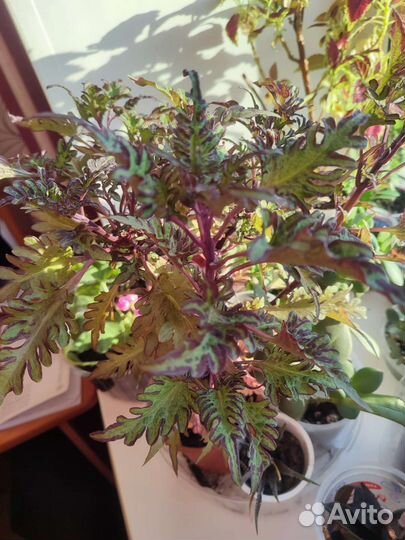 Колеусы сортовые