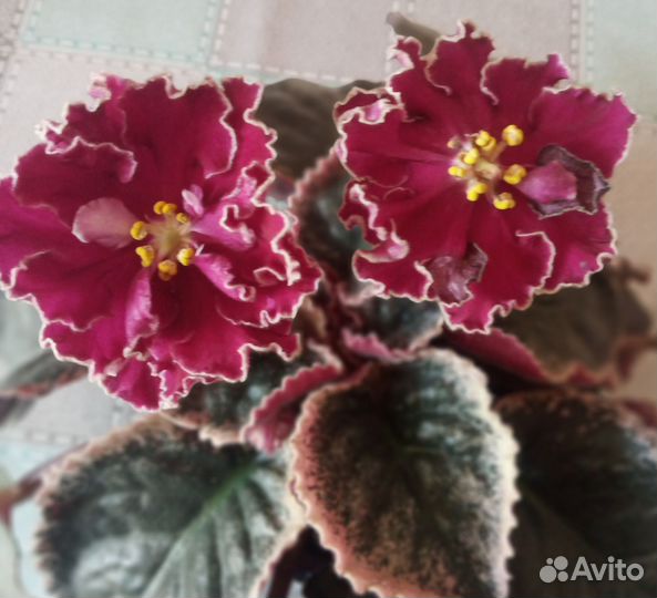 Фиалка Полина Виардо