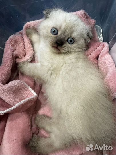 Котенок девочка - шотландская вислоухая