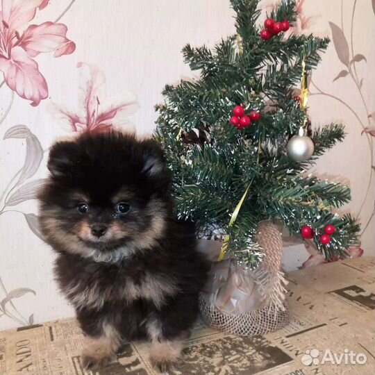 Щенки мини помы разных окрасов