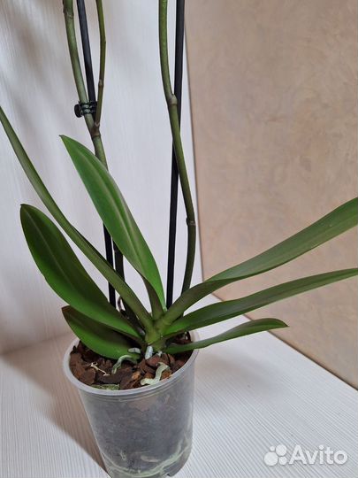 Орхидея фаленопсис бантик 2 цв