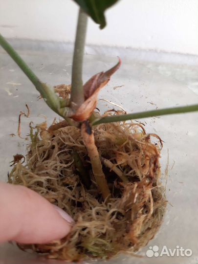 Антуриум кларинервиум