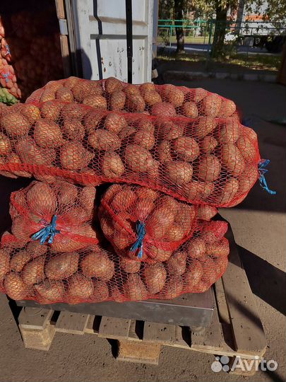 Картофель домашний