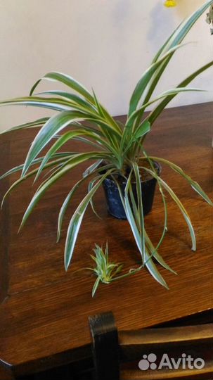 Хлорофитум