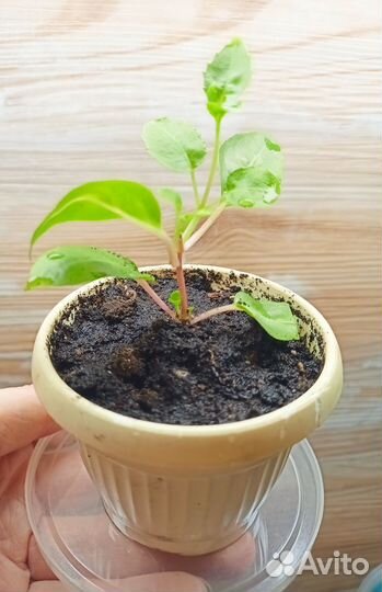 Фуксия растение Natasha Sinton