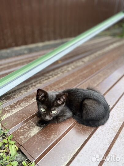 Отдам котят
