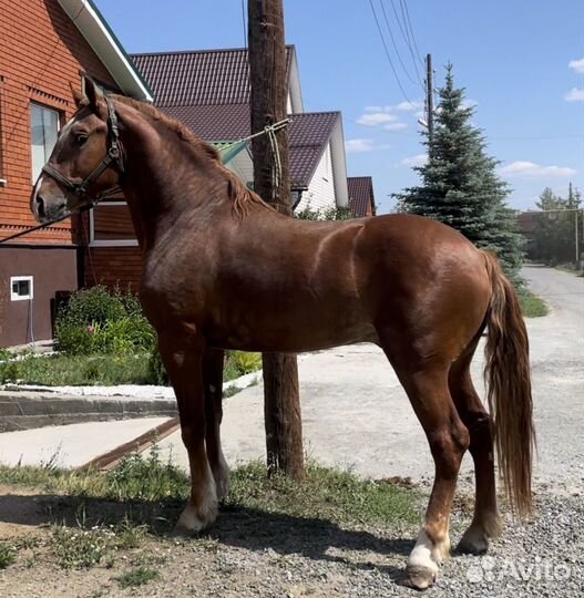 Продается крупный жеребец