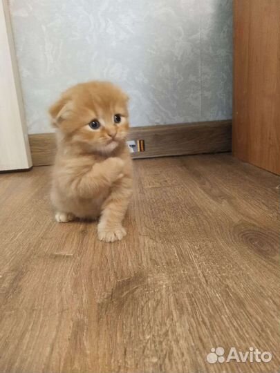 Шотландские вислоухие котята