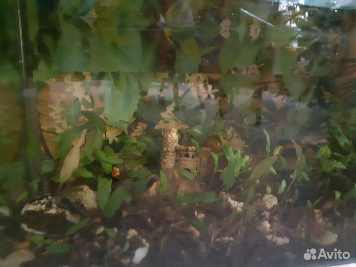Аквариум