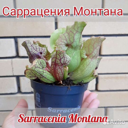 Саррацении