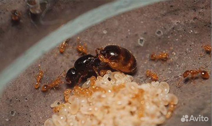 Матка муравьёв Lasius flavus
