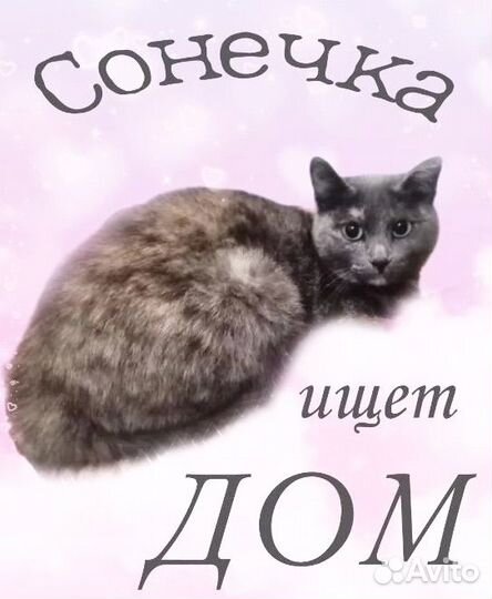 Кошечка стерилизованная