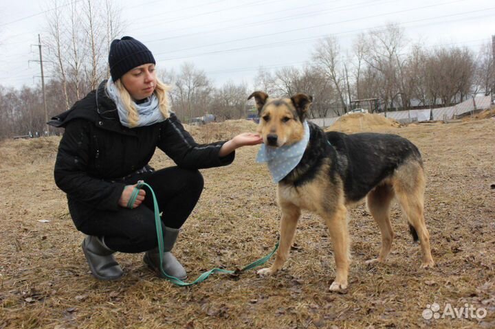 Милый пёс ищет маму