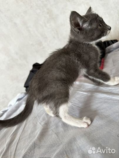 Котенок девочка, бесплатно