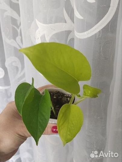 Сциндапсус эпипремнум неон голден