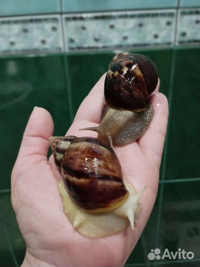 Улитки ахатины