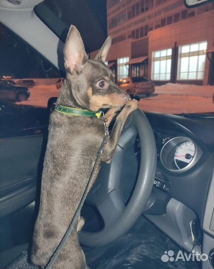 Вязка той-терьер мальчик