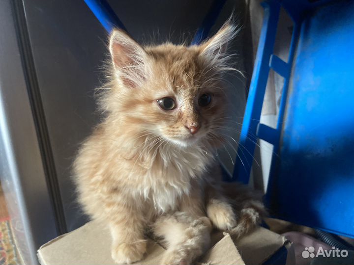 Котеночек ищет дом