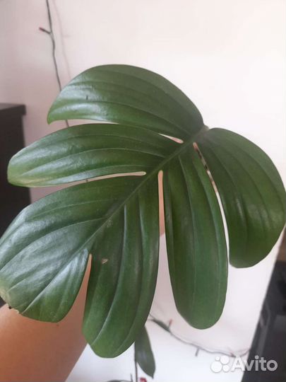 Рафидофора декурсива