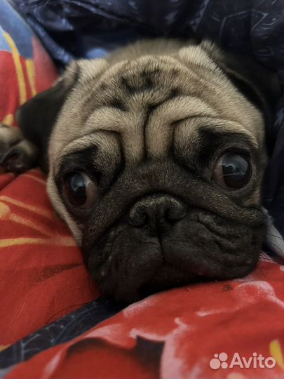 Мопс вязка мальчик